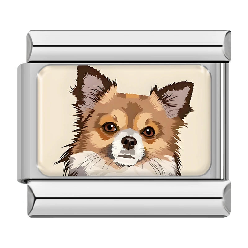 Chihuahua dog